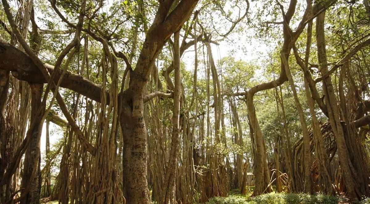100 years old Banyan tree goes missing overnight in Bengaluru police files FIR