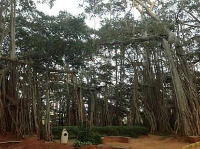 100 years old Banyan tree goes missing overnight in Bengaluru police files FIR