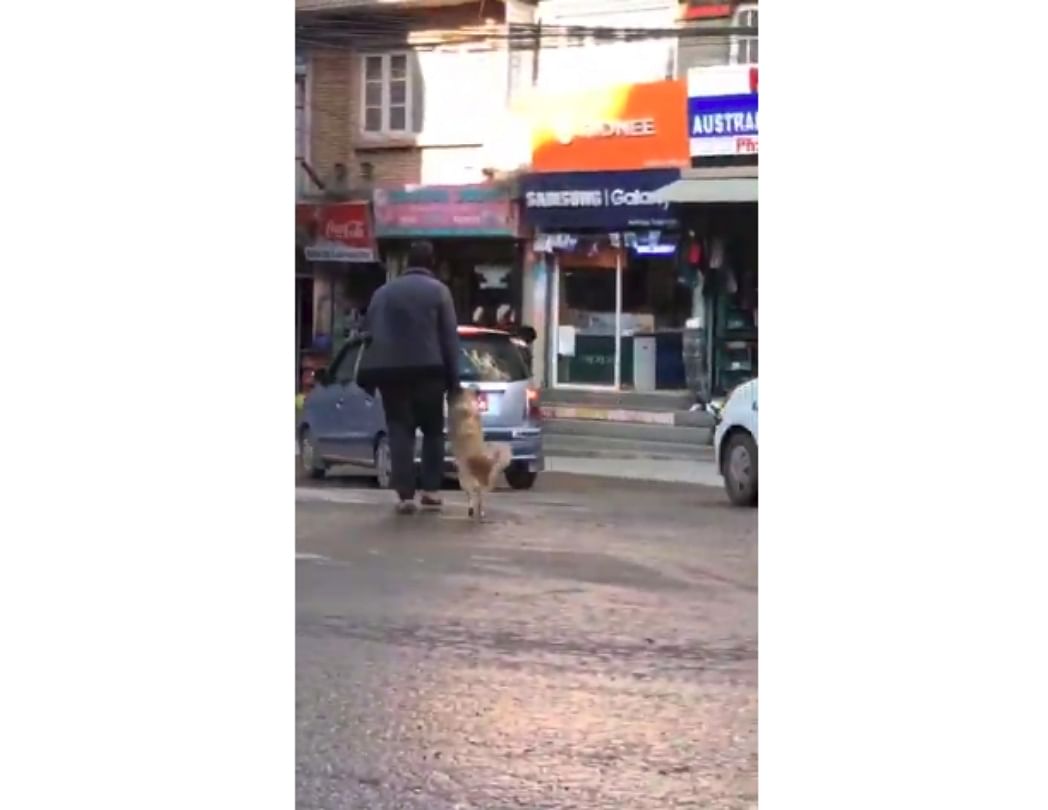 dog holds owner's hand to cross road in Nepal video viral