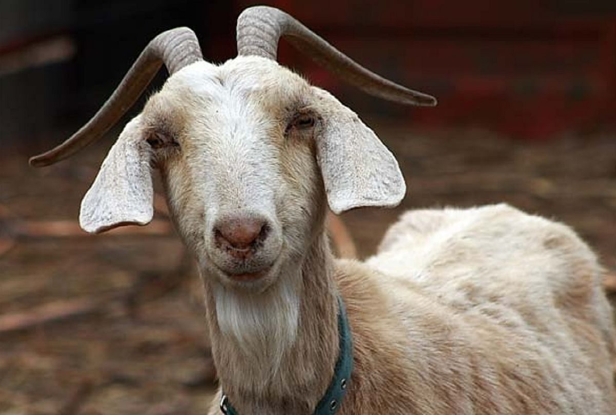 male goat became honorary mayor defeating dog and cat in town election in america 