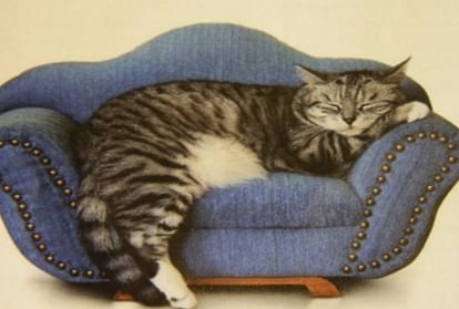 Cats may not be comfortable in comfort, home made Renoet
