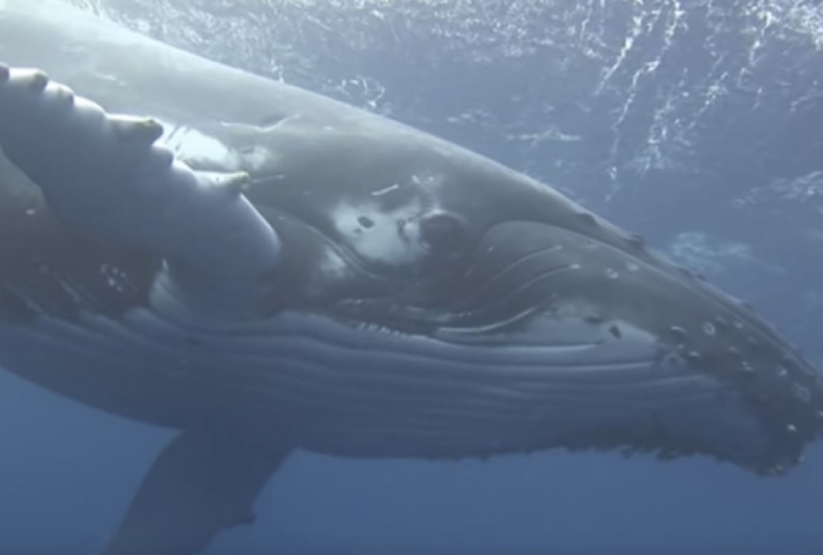The 51 year old driver, who went into the stomach of a whale, turned out to be alive