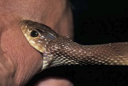 snake bites to savita sixty time