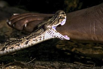 snake bites to savita sixty time