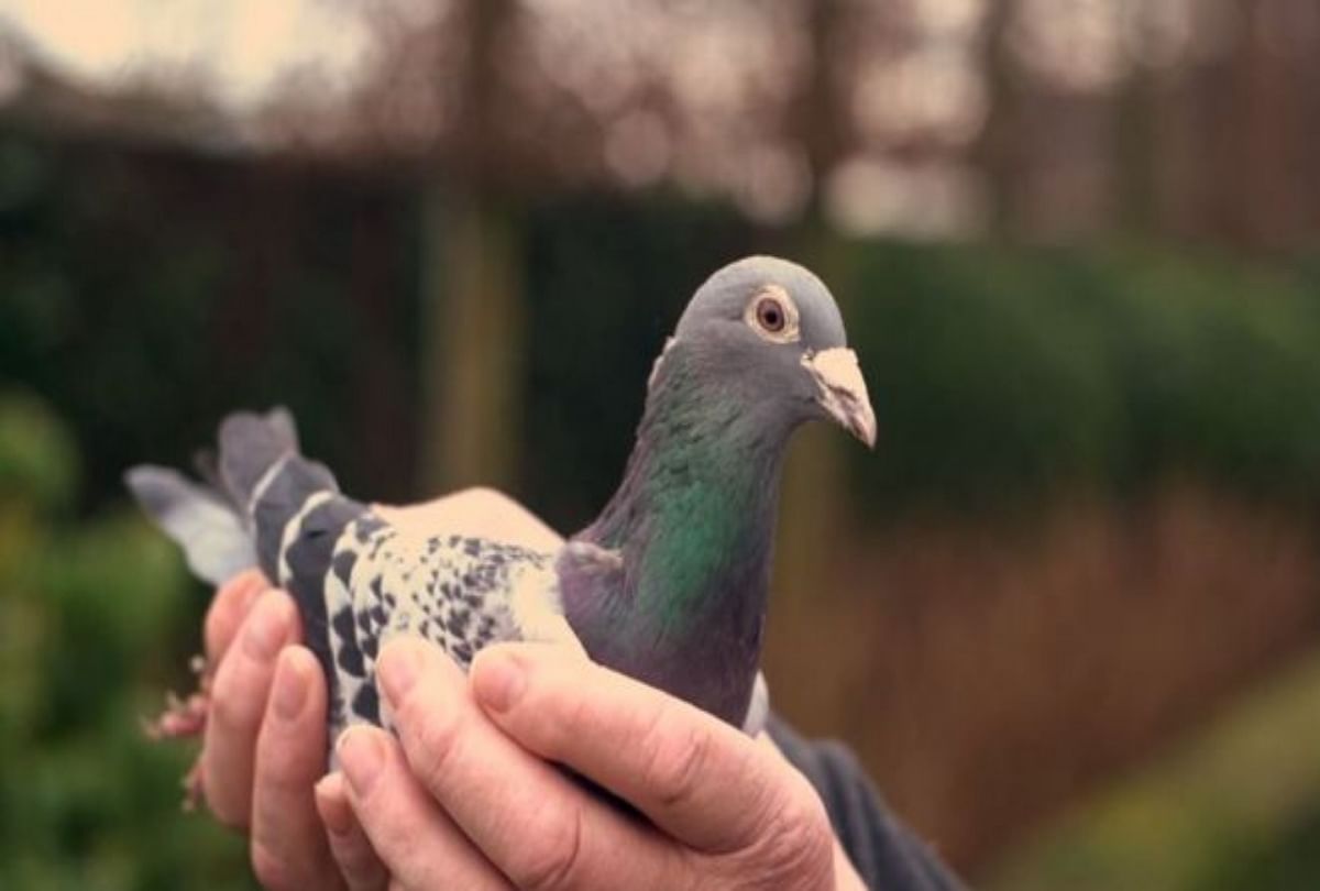 Most expensive pigeon in the history of Belgium Armando auctioned for 12.5 million euros