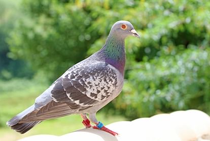 Most expensive pigeon in the history of Belgium Armando auctioned for 12.5 million euros