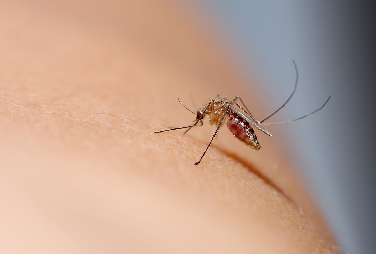 mosquitoes bites most people who drink alcohol
