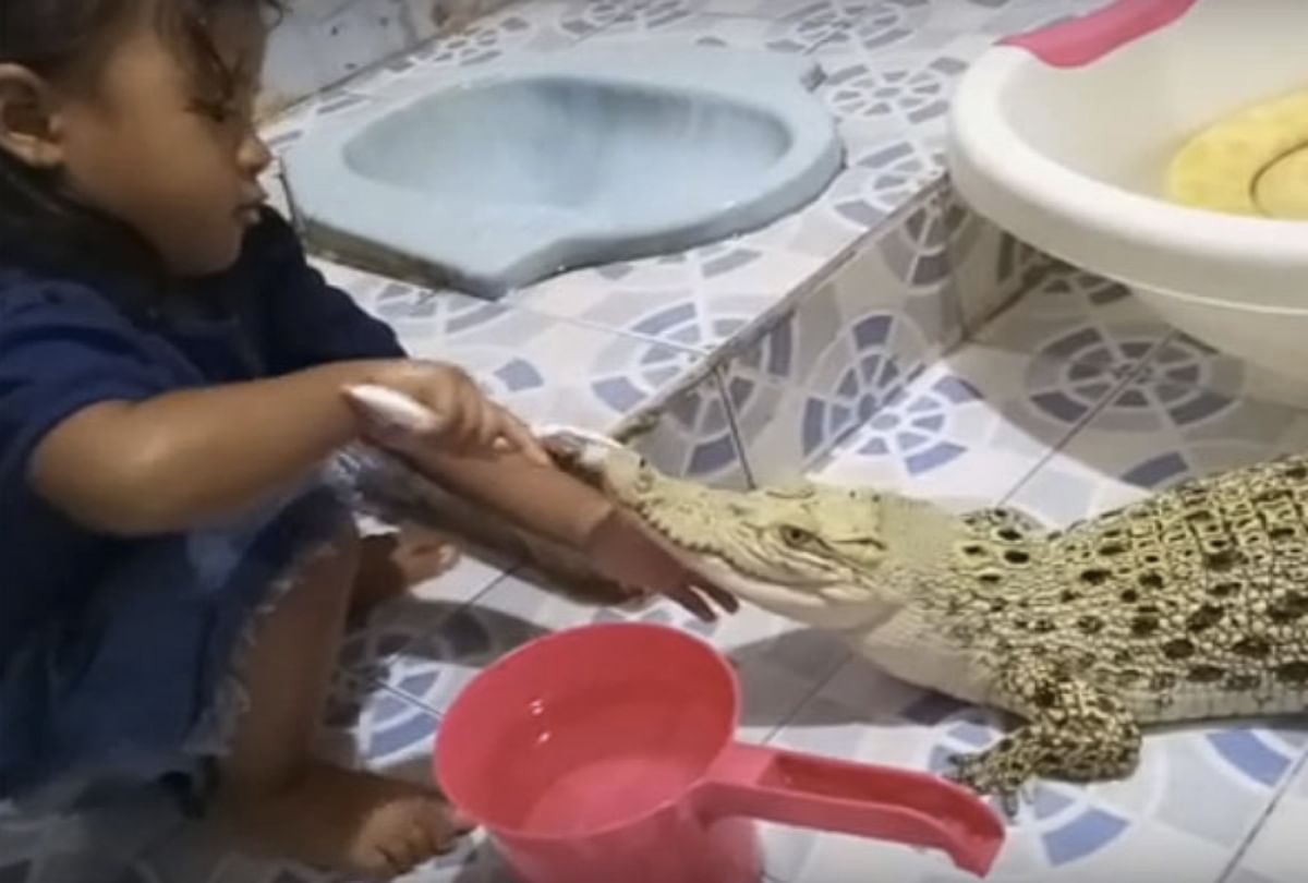 little girl of indonesia brushes crocodile teeth