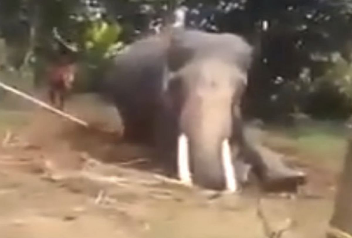 watch elephant beaten viral video in kerla