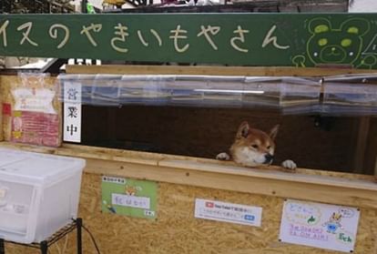 adorable dog found in japan sweet potato shop