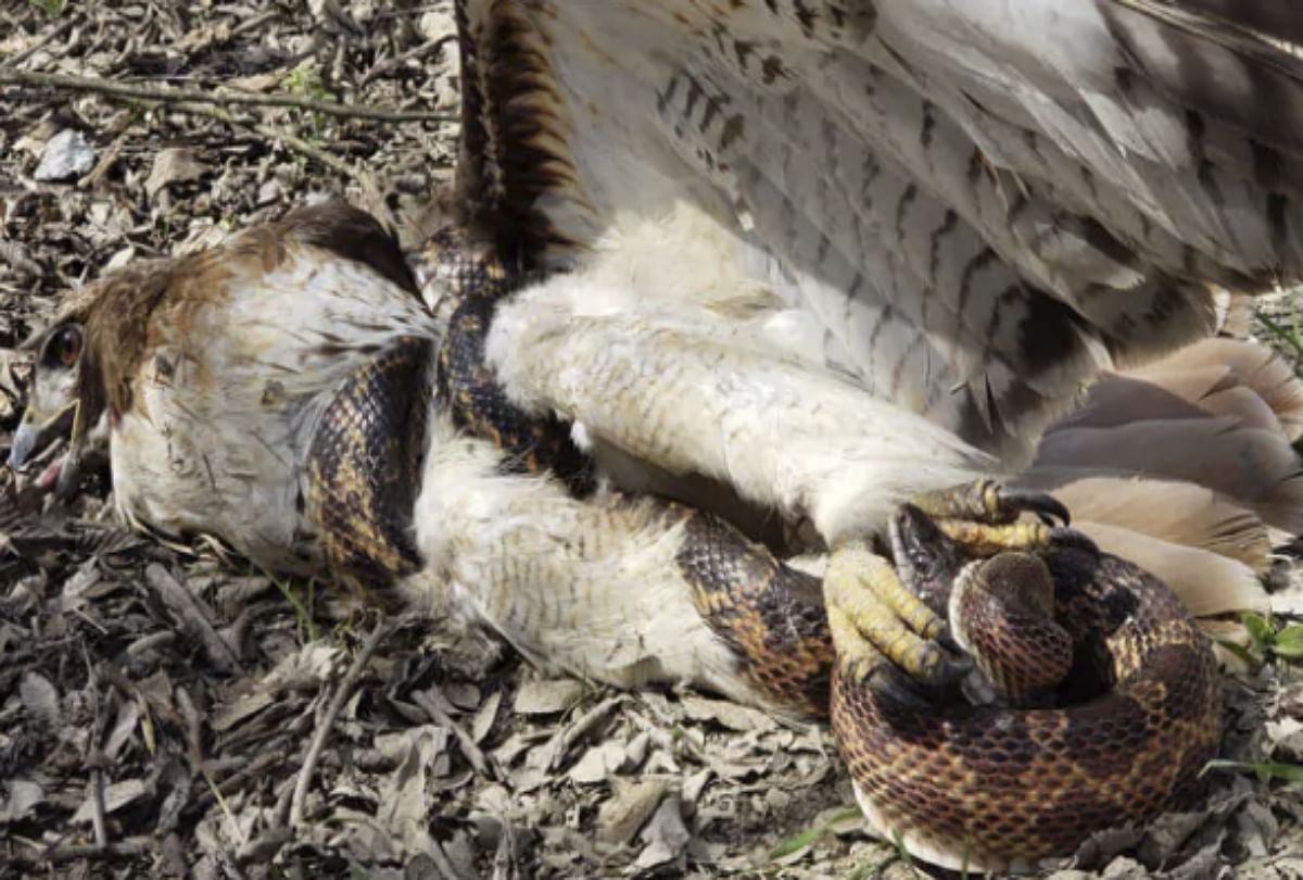 fight between eagle or snake in texas park