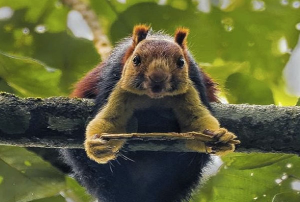 colourful  malabar giant squirrel found in kerla