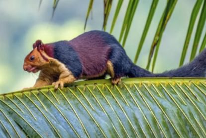 colourful  malabar giant squirrel found in kerla