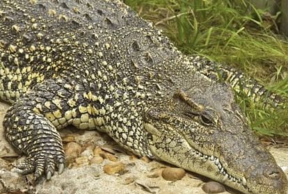 chennai crocodile died because of loud music