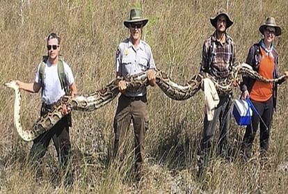 17 foot long female python found in florida