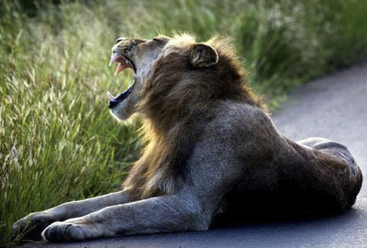 south africa kruger national park hunter killed by elephant or lions