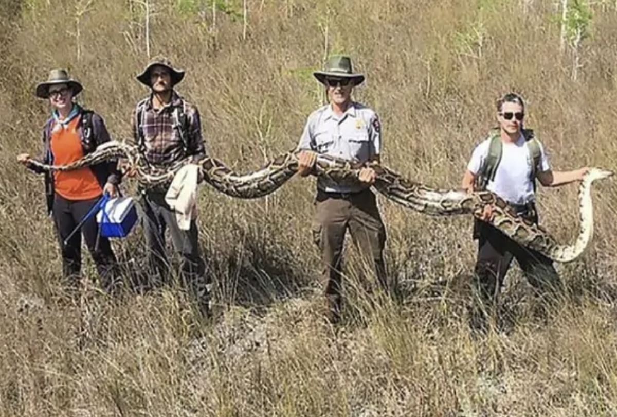 17 foot long female python found in south africa florida          फ शोध