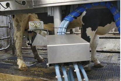 britain cow use 5g internet for smart collar access