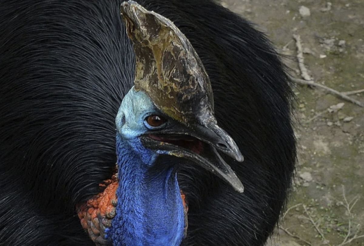 florida man killed by cassowary bird