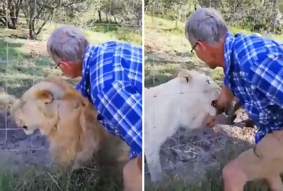 shocking incident caged lioness attacked a man who tried to pet her