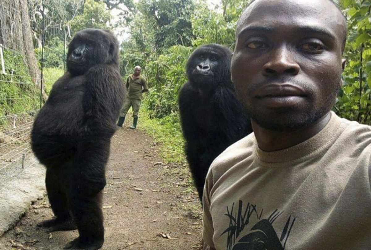gorillas posing for selfie in congo national park