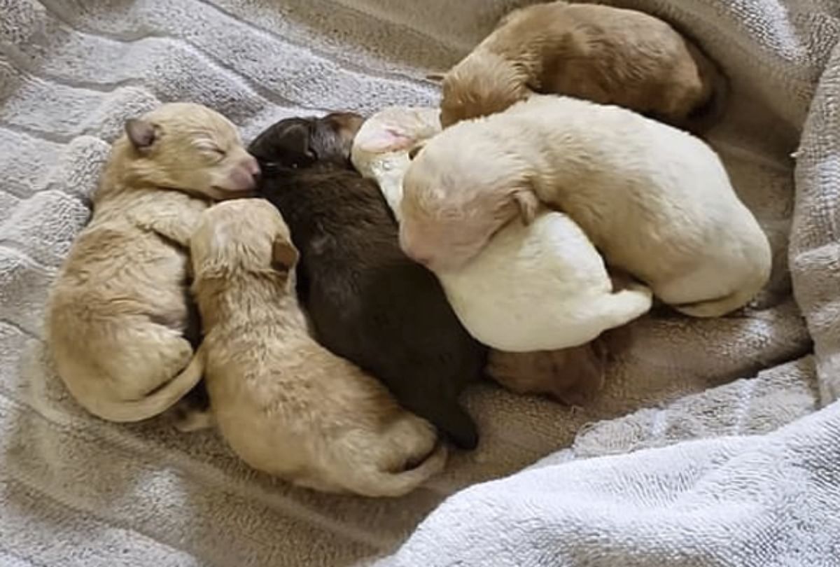 54 years old women dumping 7 puppy in dustbin