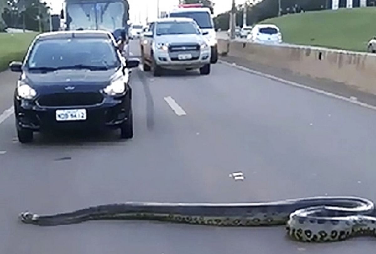 viral video brazil people help anaconda to cross road