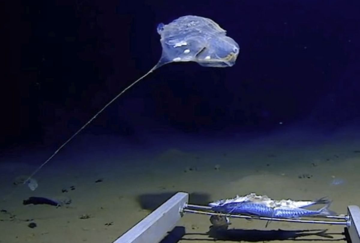 jellyfish-creature-found in indian ocean
