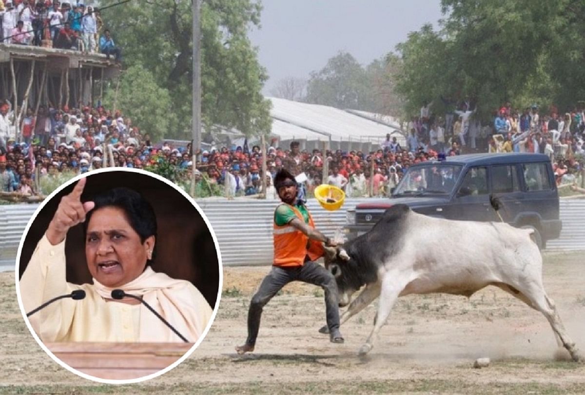 stray bull created ruckus before Akhilesh Yadav and Mayawati rally in Kannauj