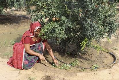 farmer santosh devi grow apple or pomegranate in rajasthan