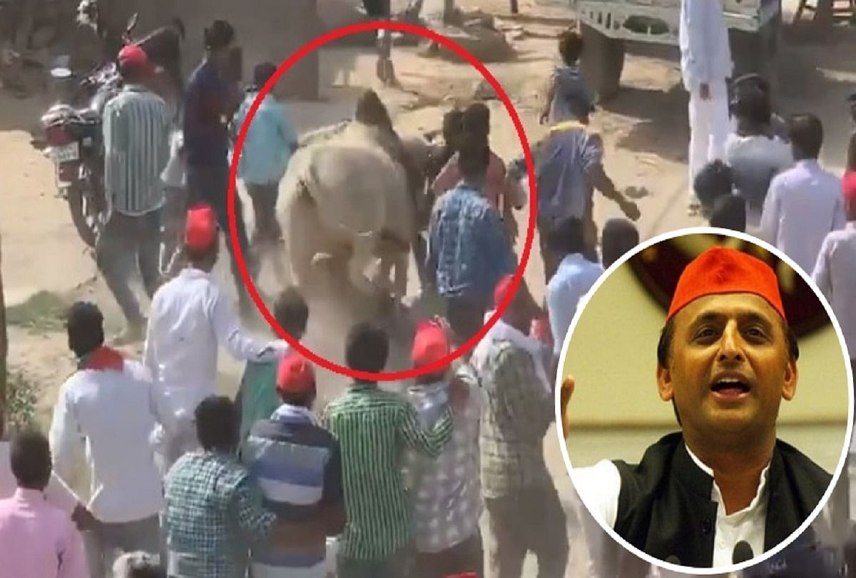 stray bull again created ruckus in akhilesh yadav and Dimple Yadav road show in kannauj