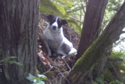 dog stayed with his owner dead body in forest