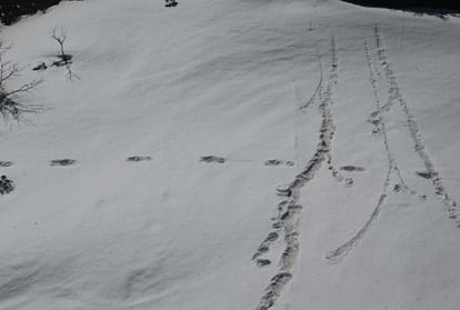 Himalayan yeti mystery Indian army finds mysterious footprints of mythical beast snowman