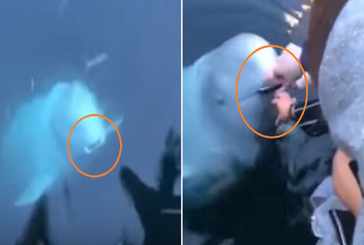 woman mobile phone accidentally dropped into the sea but a whale fish returned Viral video