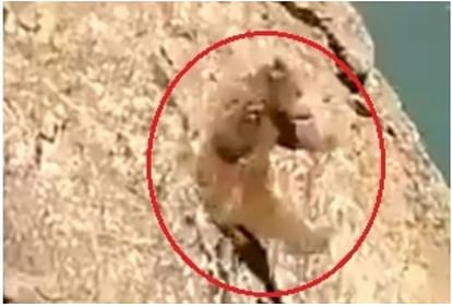 viral video bear tumbles off cliff into stream after the stone pelting of people