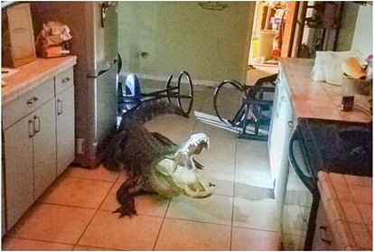 viral video of alligator found in Florida home