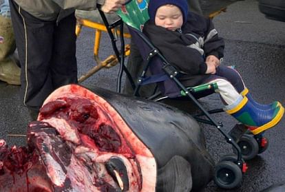 800 Whales are slaughtered every year in the name of tradition in Faroe Islands Denmark