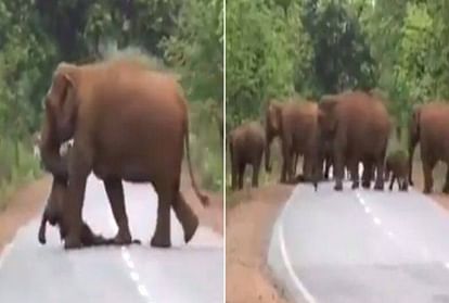 elephants funeral video viral on social media
