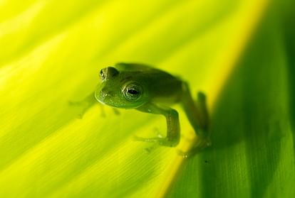 animal best dad is glass frog know about reason