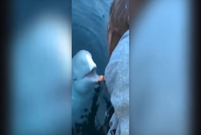 russian spy whale fish video viral on social media