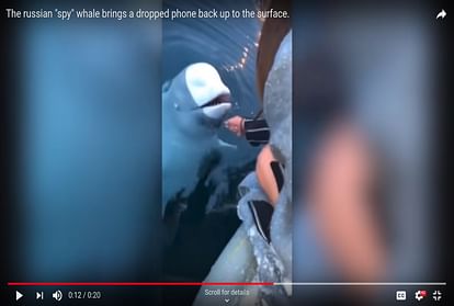 russian spy whale fish video viral on social media