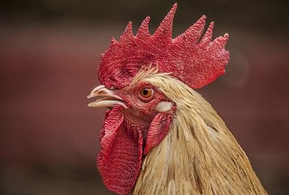 cock become the reason of quarrel in france