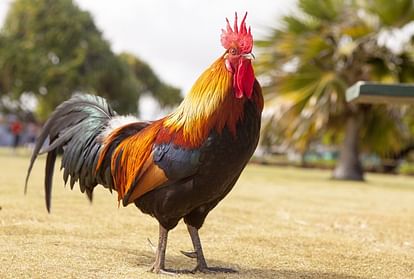 cock become the reason of quarrel in france