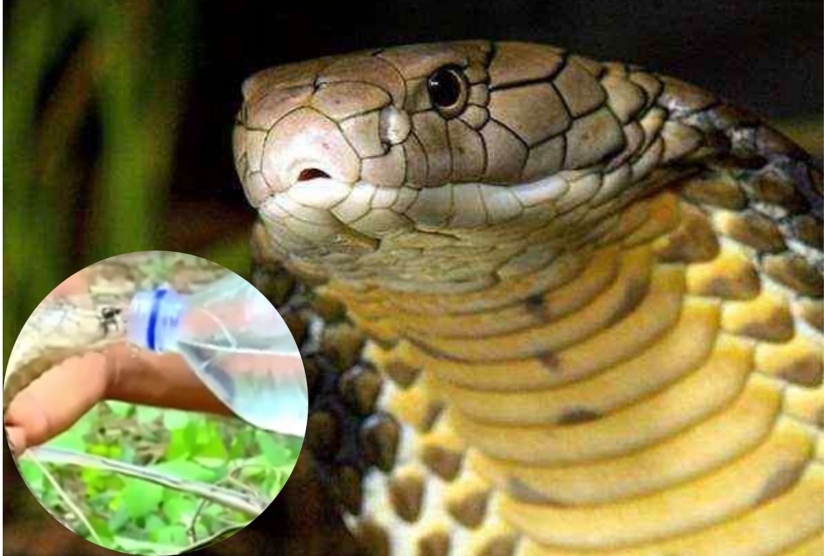 viral video of Forest officer offering water to a thirsty cobra