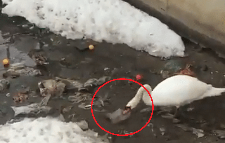 viral video swan cleaning plastic from water