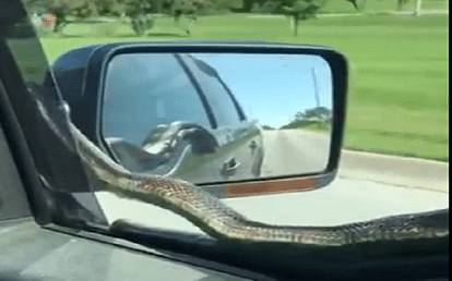 viral video of snake on the car in america