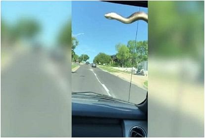 viral video of snake on the car in america
