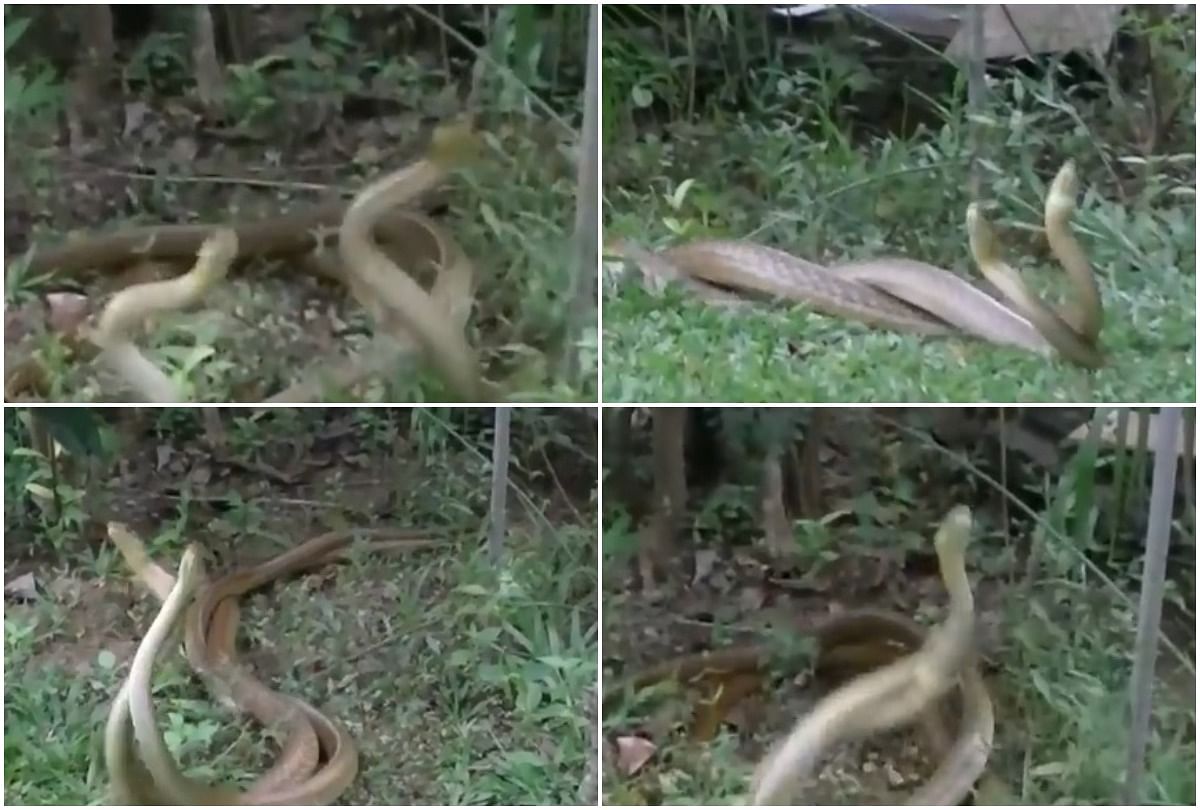 viral video of snake dance