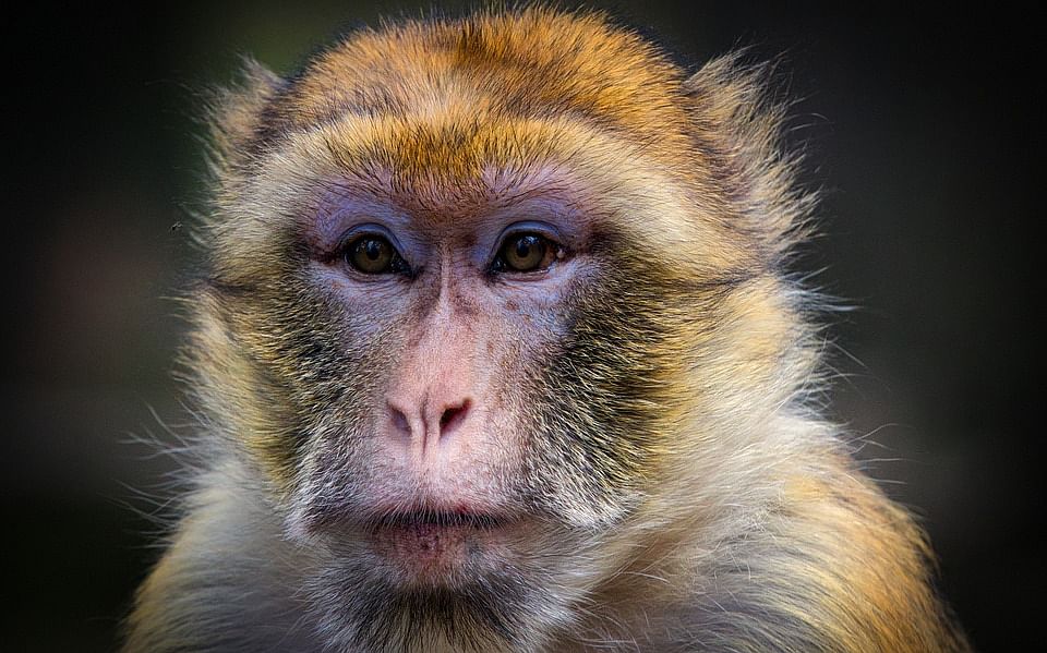 delhi municipals will count monkeys