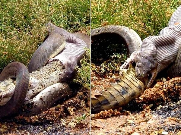 crocodile and snake fight become viral on social media